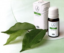 tea tree mold kontroll