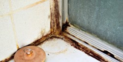 mold i leiligheten 3