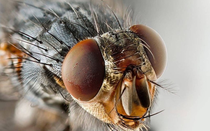 Slik blir du kvitt midges i leiligheten: TOP-26-fond