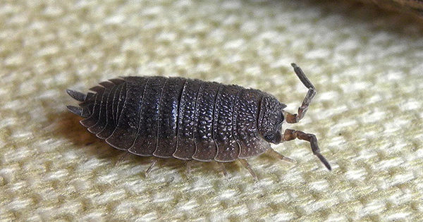 Hvordan bli kvitt trelus i en leilighet: 26 måter
