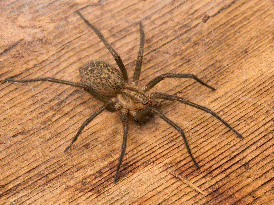 15 måter å bli kvitt edderkopper i huset